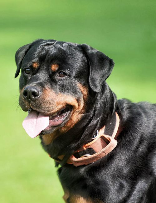 Rotweiler standing on a meadow with open mouth and tongue hanging out